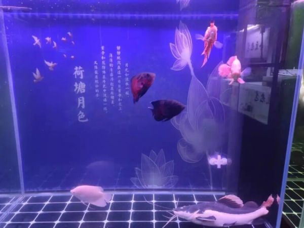 多种鱼混养怎么喂饲料?其实混养前就需要考虑好