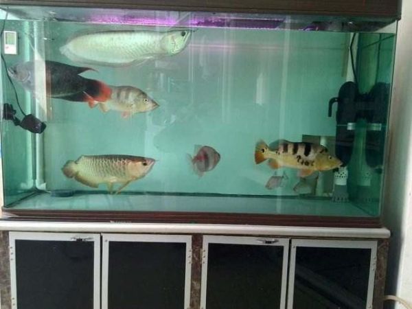 龙鱼鱼缸推荐品种：适合养龙鱼的鱼缸品牌和款式，龙鱼鱼缸品牌推荐 龙鱼百科 第1张
