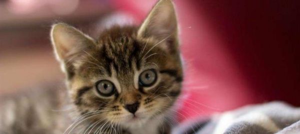 宠物猫的传染病危害剖析（如何预防猫传染病）