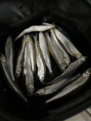 空气炸锅自制狗狗零食~多春鱼干的做法 步骤4