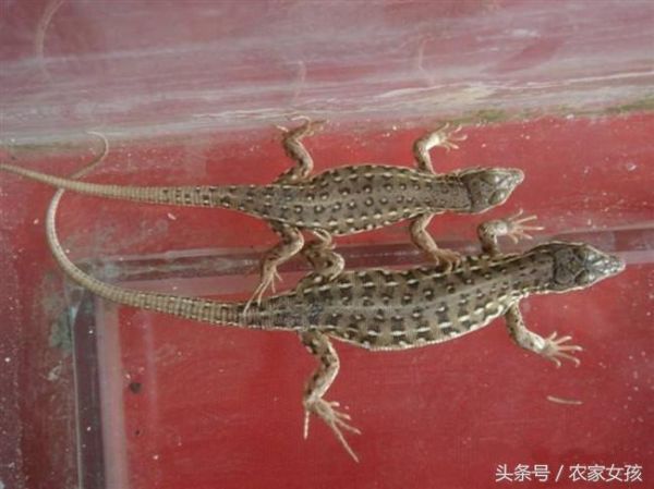 麻蜥饲养教程（为什么养麻蜥的人不多）