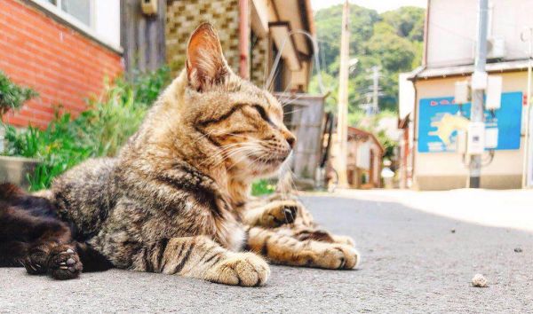 猫咪对于这件事情的第一次经验