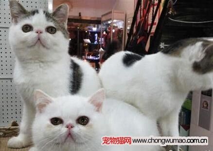 宠物猫难产的原因