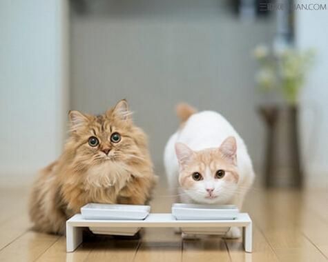 猫能像狗一样接受训练吗？您知道该怎么训练吗？