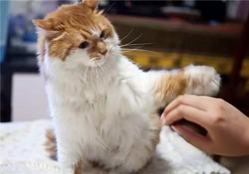猫能像狗一样接受训练吗？您知道该怎么训练吗？
