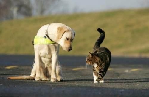 猫能像狗一样接受训练吗？您知道该怎么训练吗？