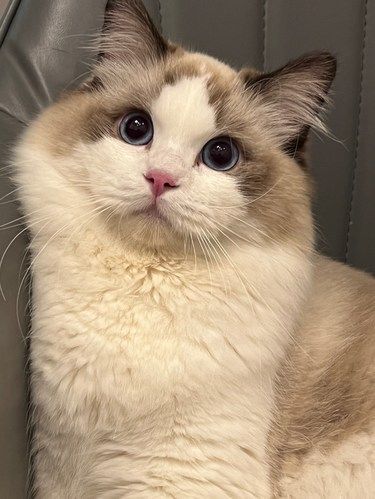超绝小猫实况！！