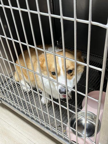 这会是福州下一家倒闭得宠物医院吗？！！ 