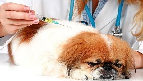 家里养了一只狗，如果还不知道狗原来要打疫苗的，3个步骤搞到它