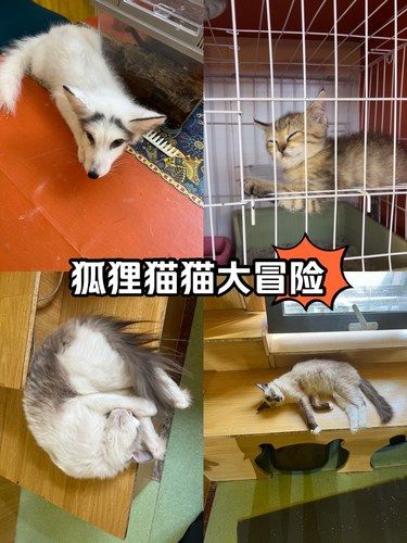 狐狸猫猫大冒险