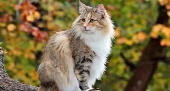 缅因猫和猞猁的区别