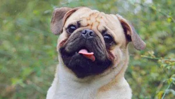 如何改善巴哥犬掉毛的毛病