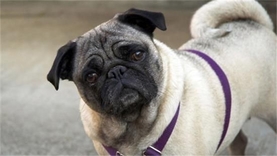 如何改善巴哥犬掉毛的毛病