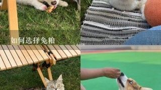 如何选择兔粮