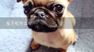 兔子吃什么好