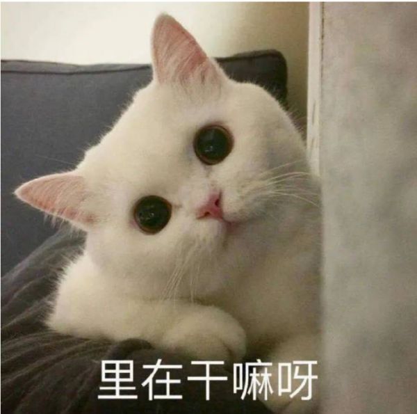 猫猫表情包搞笑沙雕版 网络热梗表情包2024猫