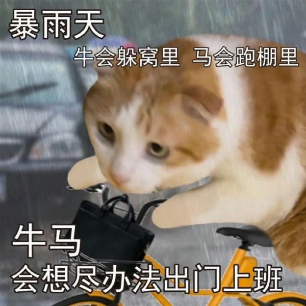 下雨天上班的打工猫猫表情包