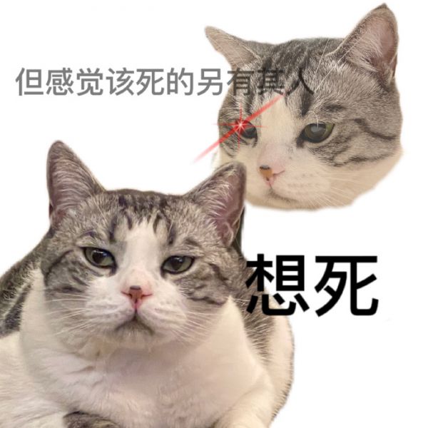 灵魂出窍猫咪表情包图片大全