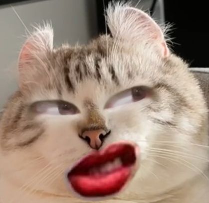 杂七杂八的猫狗表情包搞笑图片