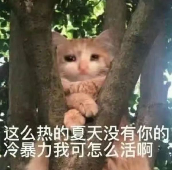 夏日专用猫咪表情包沙雕图片真好用
