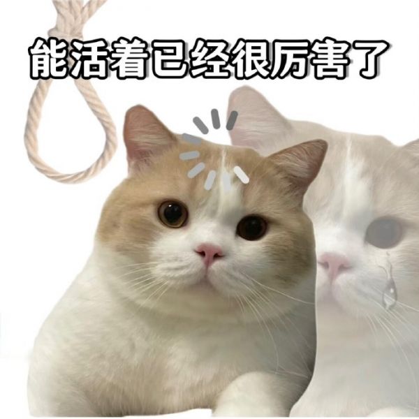 上班猫咪表情包搞笑图片|能活着已经很厉害了