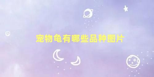 宠物龟有哪些品种图片