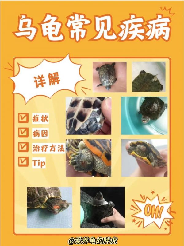初生龟如何护理