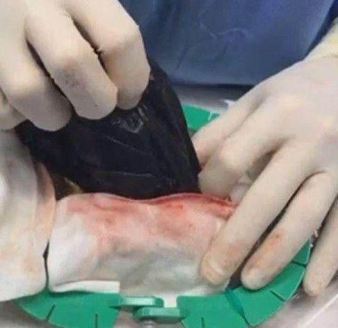 上班族留宠物蛇在家！惊见蛇肚鼓胀，请兽医剖腹后吓一跳