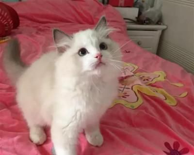 如何科学地喂养三个月大的布偶猫（从饮食到健康）