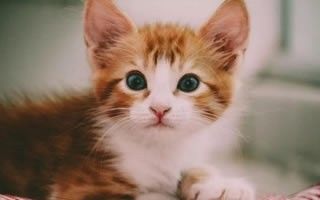 猫三四个月不泡猫粮可不可以 换粮要循序渐进