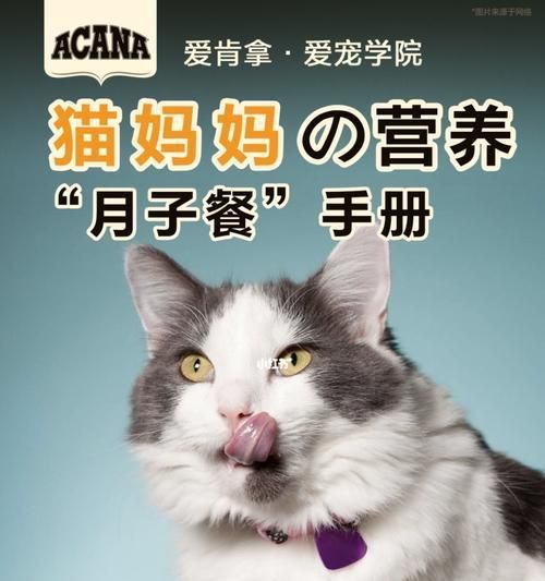 《猫咪口腔健康食谱大全》（以宠物为主）