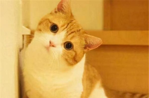 《猫咪口腔健康食谱大全》（以宠物为主）