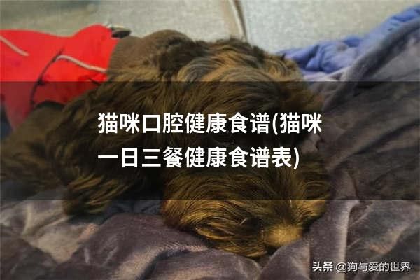 猫咪口腔健康食谱(猫咪一日三餐健康食谱表)
