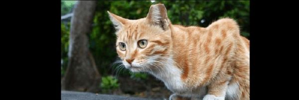 猫咪肠胃健康食谱大揭秘（从猫咪口味到营养成分）