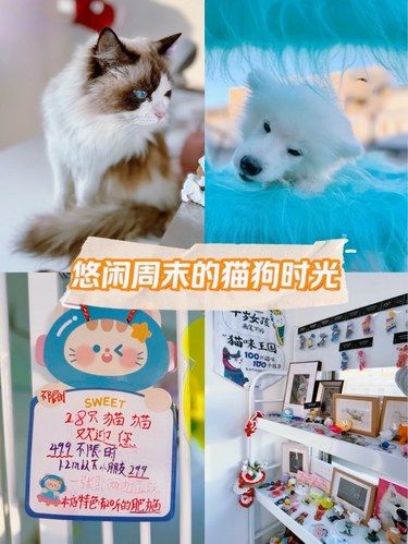 798新店｜白小狗号，让小猫小狗陪伴你的周末
