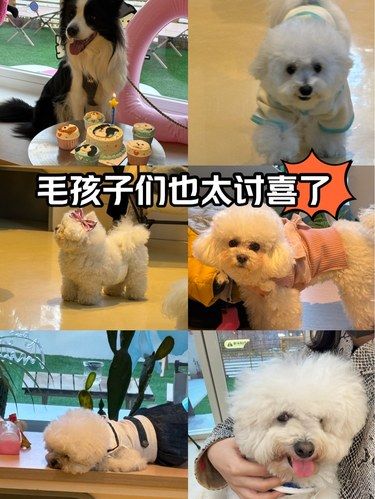 谁还不想拥有一只毛孩子呢