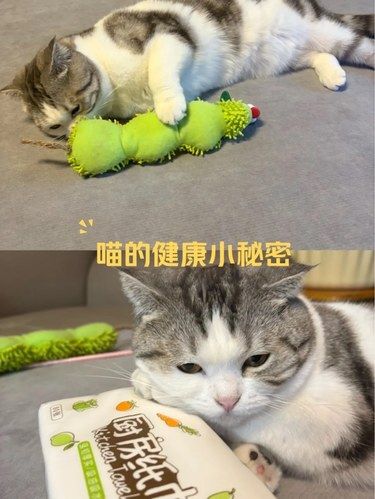 猫咪的悠闲生活秘籍