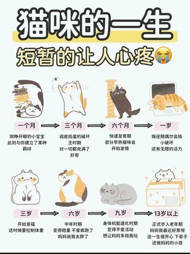 毛孩子的一生短暂的让人心疼