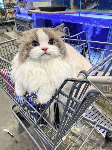猫界社牛天花板⁉️对‼️爱逛超市的小猫咪