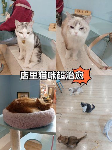 可爱的小家伙