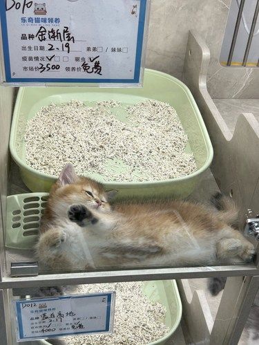 地铁站里面这种猫咪免费领养到底是真的假的啊…