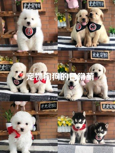 宠物狗狗的日常萌
