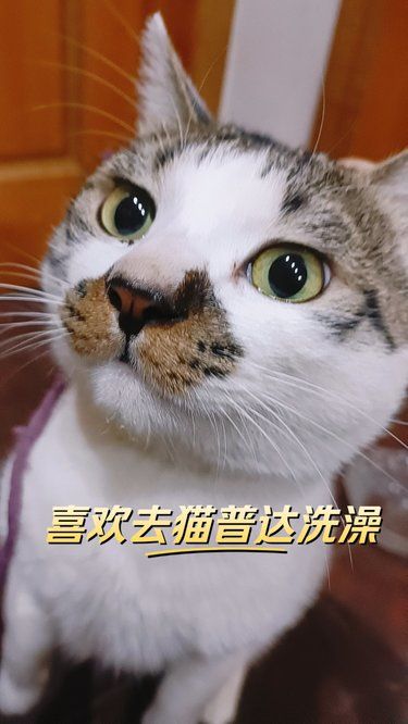 猫咪洗澡就选猫普达