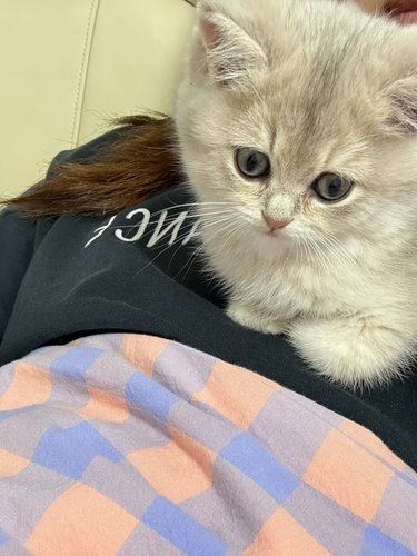 小猫的快乐生活