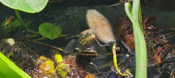 以腊戍拟水龟为宠物的饲养方法（了解龟类基本知识，打造适宜生存环境，科学饲养水龟）