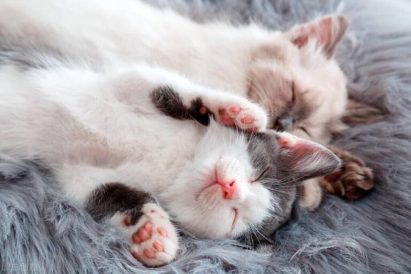 猫咪驱虫知识讲解:猫有驱虫的必要吗?