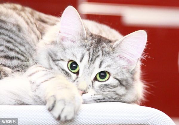 英短猫的智商相当于人类几岁?盘点猫咪智商10大排名