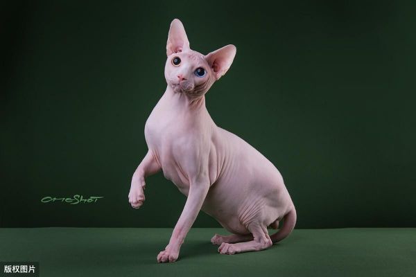 英短猫的智商相当于人类几岁?盘点猫咪智商10大排名
