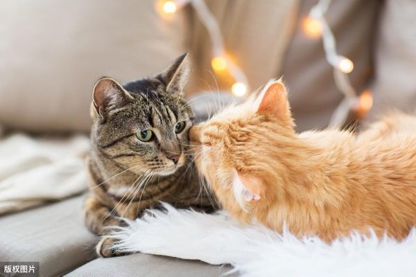 英短猫的智商相当于人类几岁?盘点猫咪智商10大排名