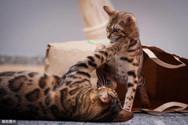 英短猫的智商相当于人类几岁?盘点猫咪智商10大排名